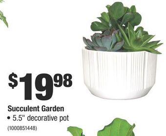 Home Depot Succulent garden offer