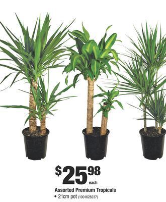 Home Depot Assorted premium tropicals offer