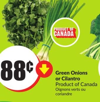 Chalo FreshCo Green onions or cilantro product of canada offer