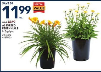 RONA Assorted perennials offer