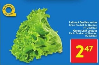 Green Leaf Lettuce
