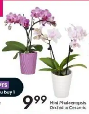 Sobeys Mini Phalaenopsis Orchid in Ceramic offer