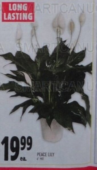 Metro PEACE LILY offer