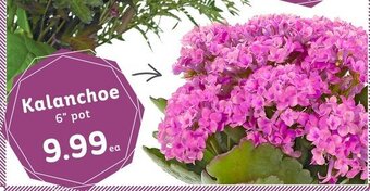 IGA Kalanchoe offer