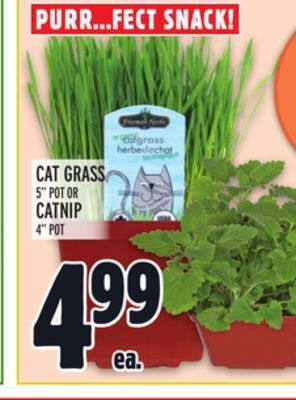 Metro Cat grass offer