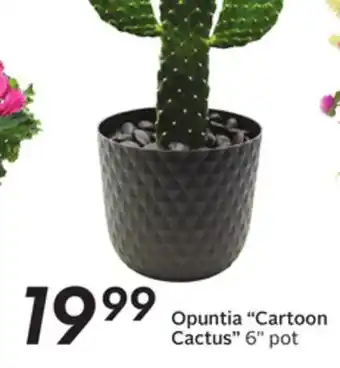 Sobeys Opuntia cartoon cactus offer