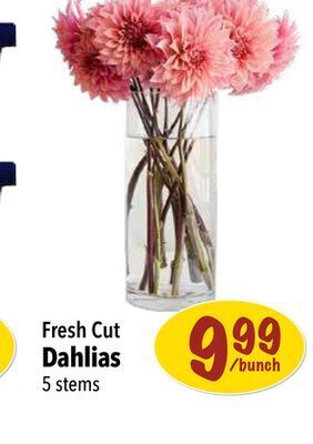Farm Boy Dahlias offer