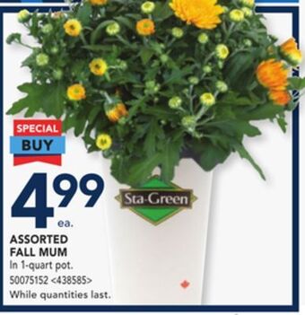 RONA Assorted fall mum offer