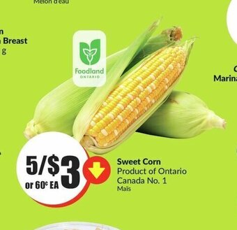 FreshCo Sweet Corn offer