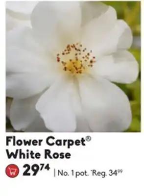 Sheridan Nurseries Flower carpet® white rose offer