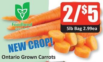 Starsky Ontario grown carrots offer