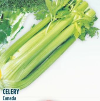 Marché Adonis Celery offer