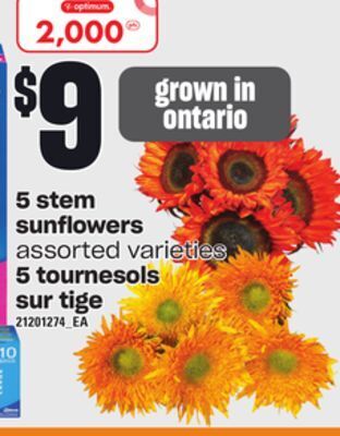 Independent City Market 5 stem sunflowers offer