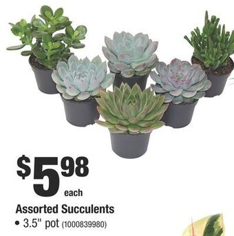 Home Depot Assorted succulents offer