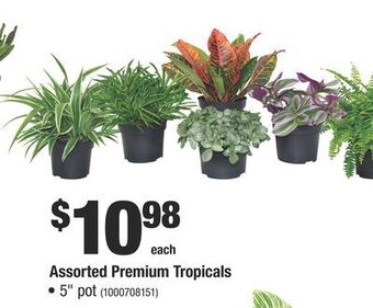 Home Depot Assorted premium tropicals offer