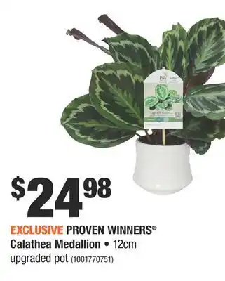 Home Depot Proven winners® calathea medallion upgraded pot offer