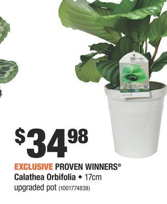 Home Depot Proven winners® calathea orbifolia offer