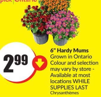 Chalo FreshCo 6 hardy mums grown in ontario offer