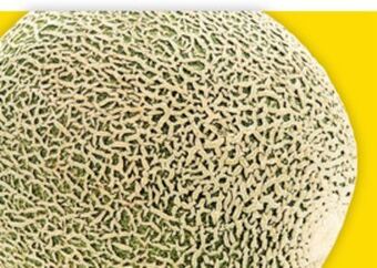 Giant Tiger Cantaloupe offer