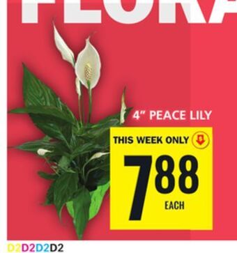 Food Basics 4 peace lily offer