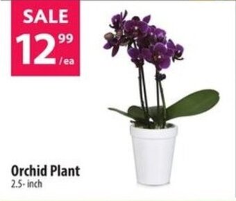 Co-op Orchid Plant 2.5-inch offer