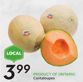 Sobeys Cantaloupes offer