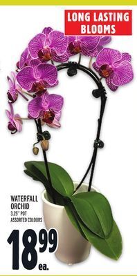 Metro Waterfall orchid offer