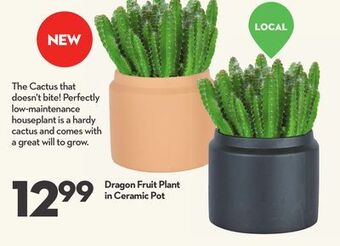 Longo's Dragon fruit plant in ceramic pot offer