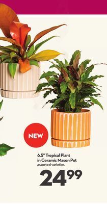 Longo's 6.5 tropical plant in ceramic mason pot offer