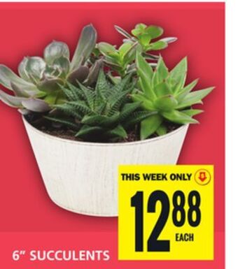 Food Basics 6 succulents offer