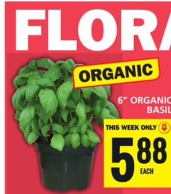 Food Basics 6 organic basil offer
