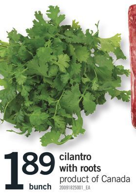 Fortinos Cilantro with roots, bunch offer