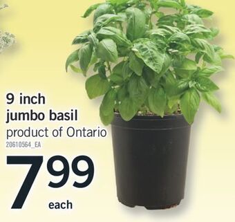 Fortinos 9 inch jumbo basil offer