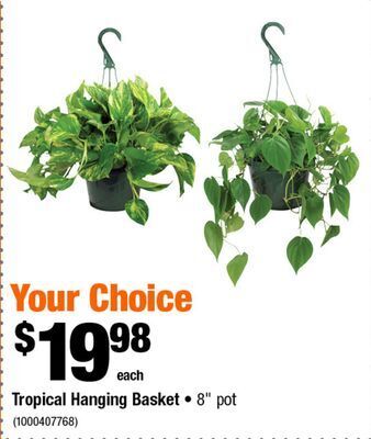 Home Depot Tropical hanging basket offer