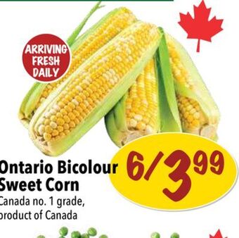 Farm Boy Bicolour sweet corn offer