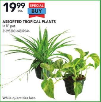 RONA Assorted tropical plants offer