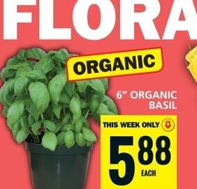 Food Basics 6" ORGANIC BASIL offer