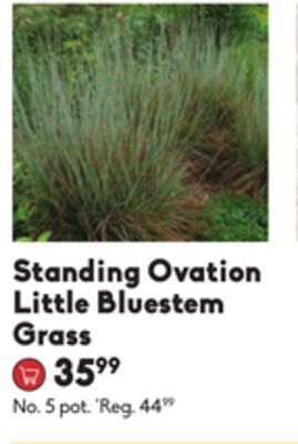 Standing ovation little bluestem grass