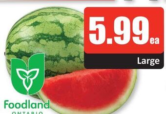 Starsky Ontario grown seedless watermelon offer