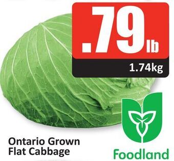 Starsky Ontario grown flat cabbage offer