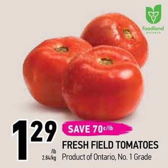 Fresh field tomatoes