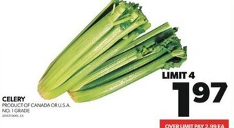 Real Canadian Superstore CELERY offer