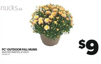 Real Canadian Superstore PC® OUTDOOR FALL MUMS offer