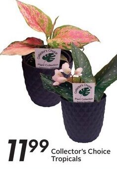 Sobeys Collector's Choice Tropicals offer