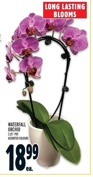 Metro WATERFALL ORCHID offer