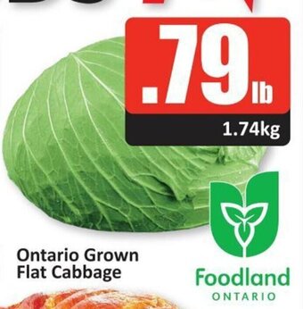 Starsky Flat Cabbage offer
