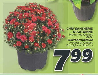IGA CHRYSANTHÈME D'AUTOMNE offer