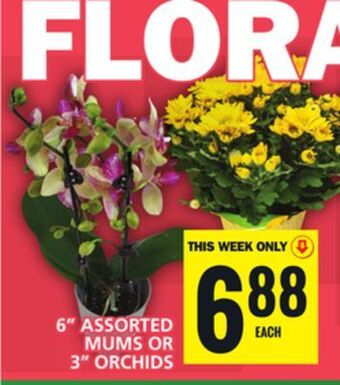Food Basics 6 assorted mums or 3 orchids offer
