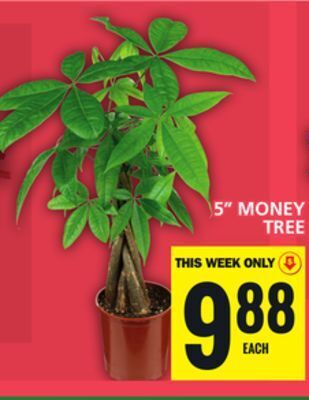 Food Basics 5 money tree offer