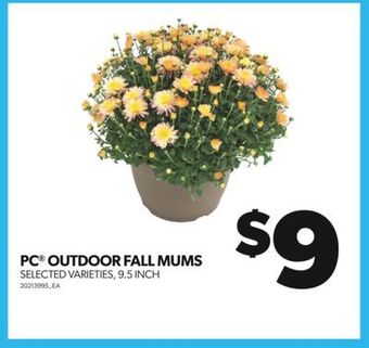 Real Canadian Superstore Pc® outdoor fall mums, 9.5 inch offer